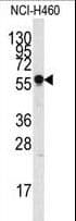 SIGLEC7 / CD328 Antibody (aa1-30)