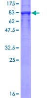 Human KPNA5 Protein (Recombinant GST)