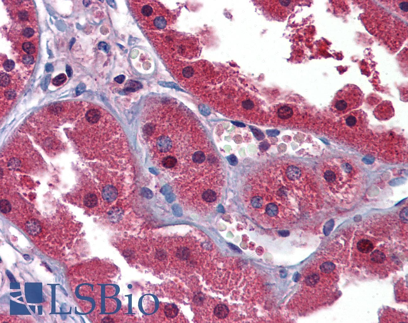 HINT / HINT1 Antibody (N-Terminus)