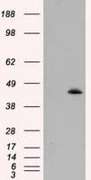 HMRF1L / MTRF1L Antibody (clone OTI1E3)
