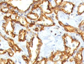 PECAM-1 / CD31 Antibody (clone RMCD31-1, Azide-free, BSA-free)