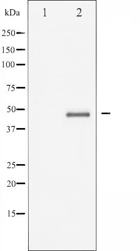 AURKA / Aurora-A Antibody