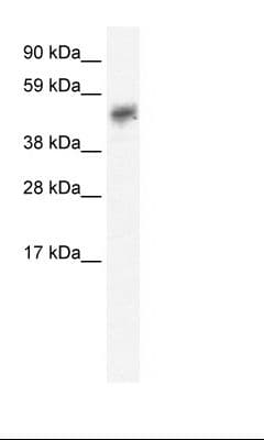 SIRT2 / Sirtuin 2 Antibody (N-Terminus)