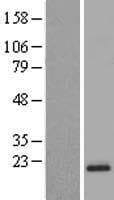 CNIH3 Protein (Over-Expression Lysate Myc-DDK (Flag))