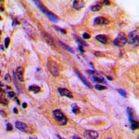 CDC42EP4 / BORG4 Antibody (Internal)