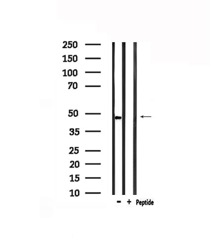 GPR173 / SREB3 Antibody