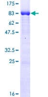 Human CLK1 / CLK Protein (Recombinant GST)