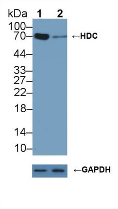 HDC / Histidine Decarboxylase Antibody (aa160-369)