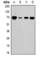 LTA4H / LTA4 Antibody