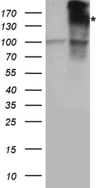 IRS2 / IRS-2 Antibody