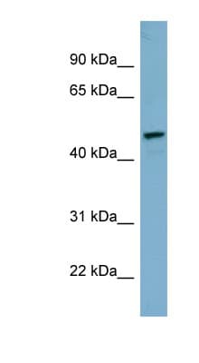 IRX1 Antibody (C-Terminus)