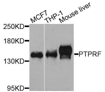 IHC-plus™ Polyclonal Rabbit anti-Human PTPRF Antibody (IHC, WB)
