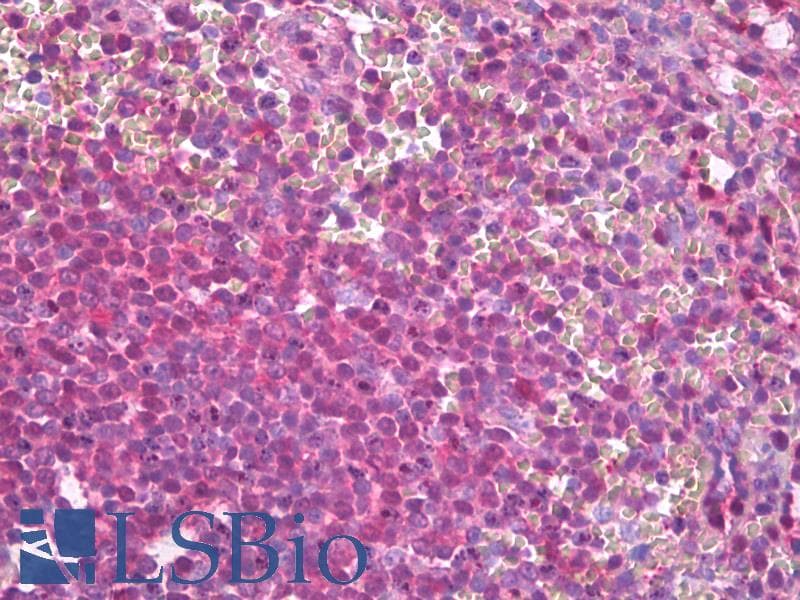 IHC-plus™ ERK1 + ERK2 Antibody