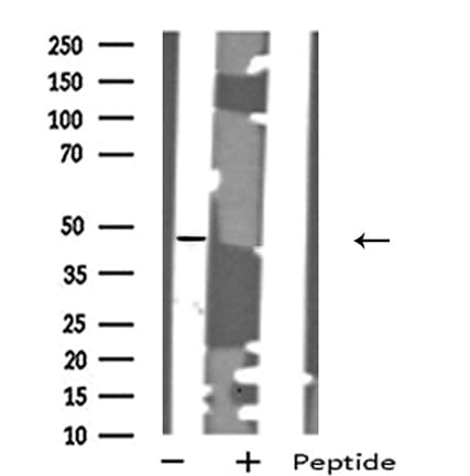 Polyclonal Rabbit anti-Human CHRM1 / M1 Antibody (IF, WB)