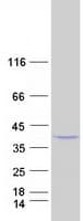 Human PLCXD1 Protein (Recombinant Myc-DDK (Flag))