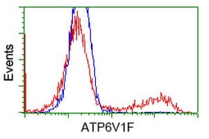 IHC-plus™ Monoclonal Mouse anti-Human ATP6V1F Antibody (clone 5F10, IHC, IF, WB)