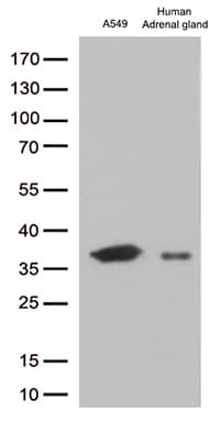 EFHD1 Antibody (clone OTI2B9)