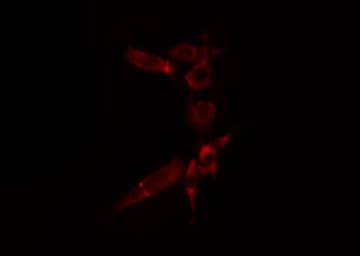 AIFM1 / AIF / PDCD8 Antibody