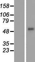 Human Corneodesmosin / CDSN Protein (Over-Expression Lysate Myc-DDK (Flag))
