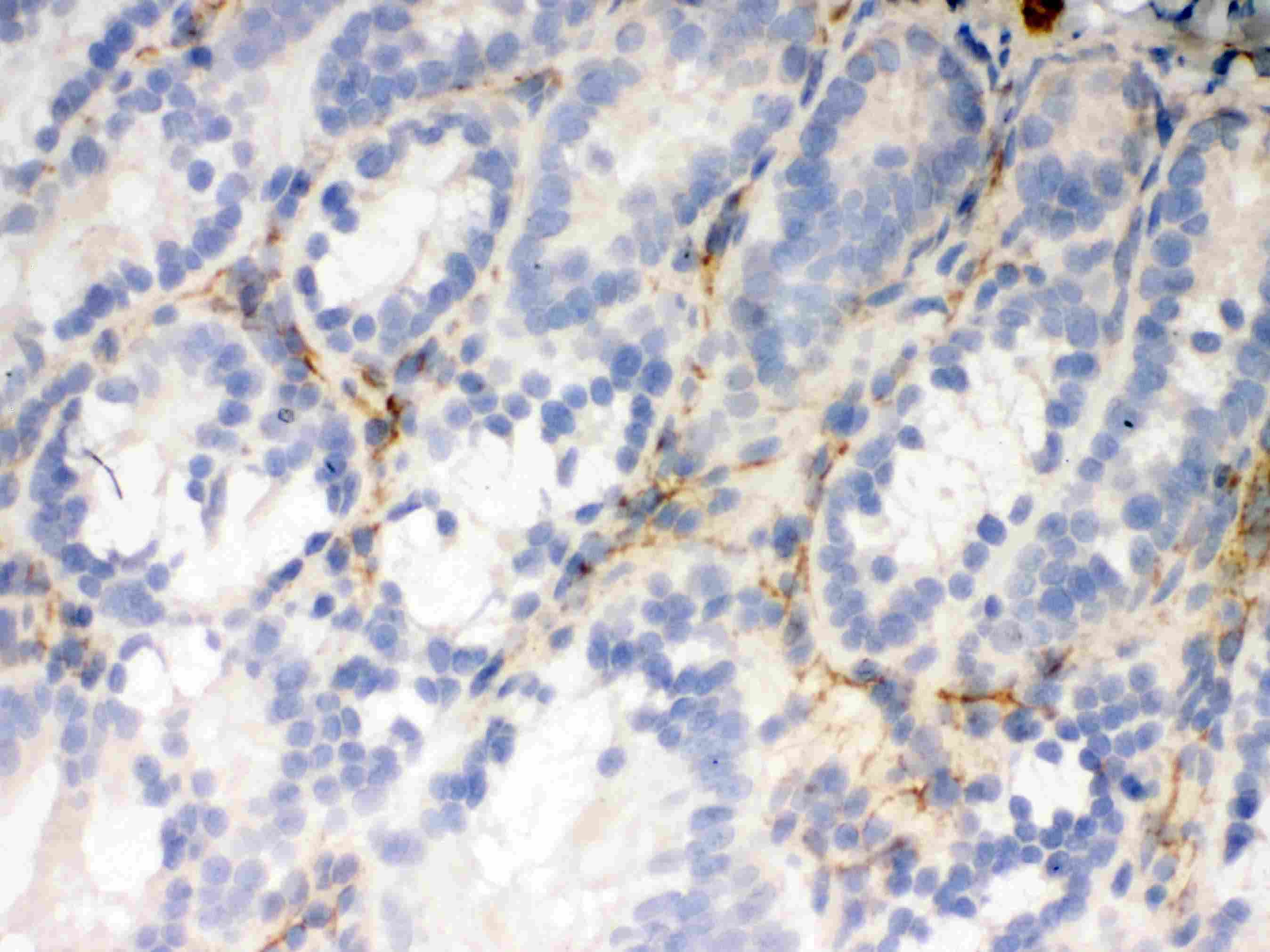 FLOT2 / Flotillin 2 Antibody (aa169-344)