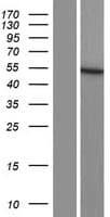 Human DCAF17 / C2orf37 Protein (Over-Expression Lysate Myc-DDK (Flag))