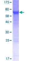 Human NT5DC1 Protein (Recombinant GST)