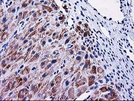 MMAB Antibody (clone OTI5G1, Carrier-free)