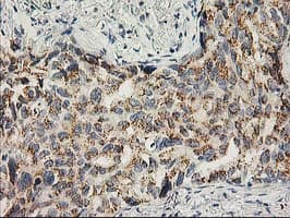 SNAP25 Antibody (clone OTI4G5)
