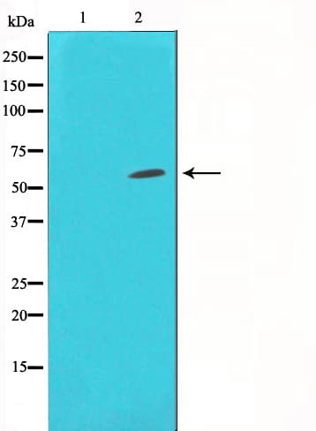 HDAC1 Antibody
