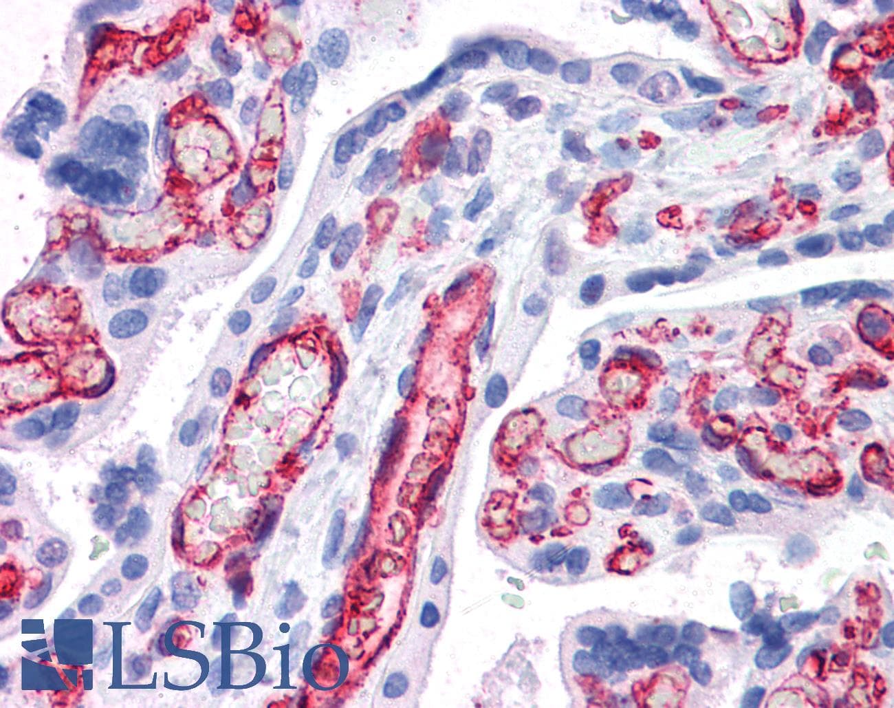 IHC-plus™ CD32B Antibody (aa298-310)
