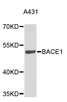 Monoclonal Mouse anti-Human PTEN Antibody (IF, WB)
