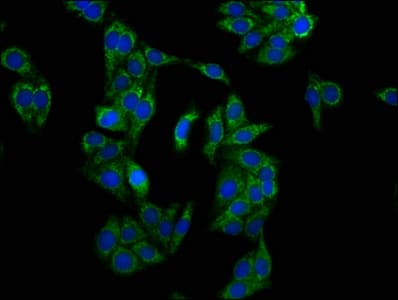 LRPPRC Antibody