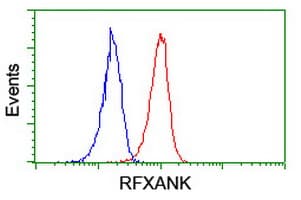 RFXANK Antibody (clone OTI3C10)