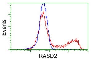 Monoclonal Mouse anti-Human RASD2 Antibody (clone OTI2G8, IF, WB)