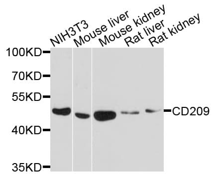 CD209 / DC-SIGN Antibody