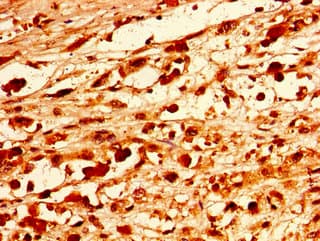 PAX9 Antibody