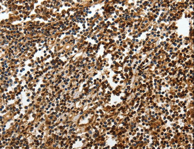 SOX13 Antibody