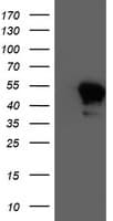 Monoclonal Mouse anti-Human NAPE-PLD Antibody (clone OTI5F3, IHC, WB)
