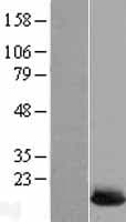 UBE2L6 Protein (Over-Expression Lysate Myc-DDK (Flag))