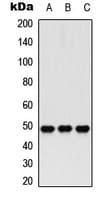 HDAC3 Antibody (phospho-Ser424)