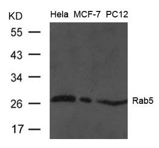 RAB5 Antibody