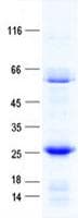Human NFE2 / p45 Protein (Recombinant His, N-Terminal)
