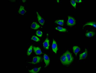 CNGB1 Antibody