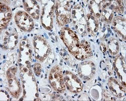 LIPG / Endothelial Lipase Antibody (clone OTI1D9, Carrier-free)