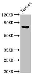 PIK3R2 / p85 Beta Antibody