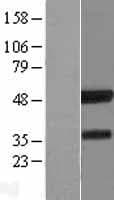 ICSBP / IRF8 Protein (Over-Expression Lysate Myc-DDK (Flag))