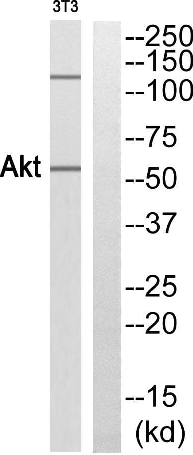 Polyclonal Rabbit anti-Human AKT1 Antibody (Ab-473, IHC, WB)
