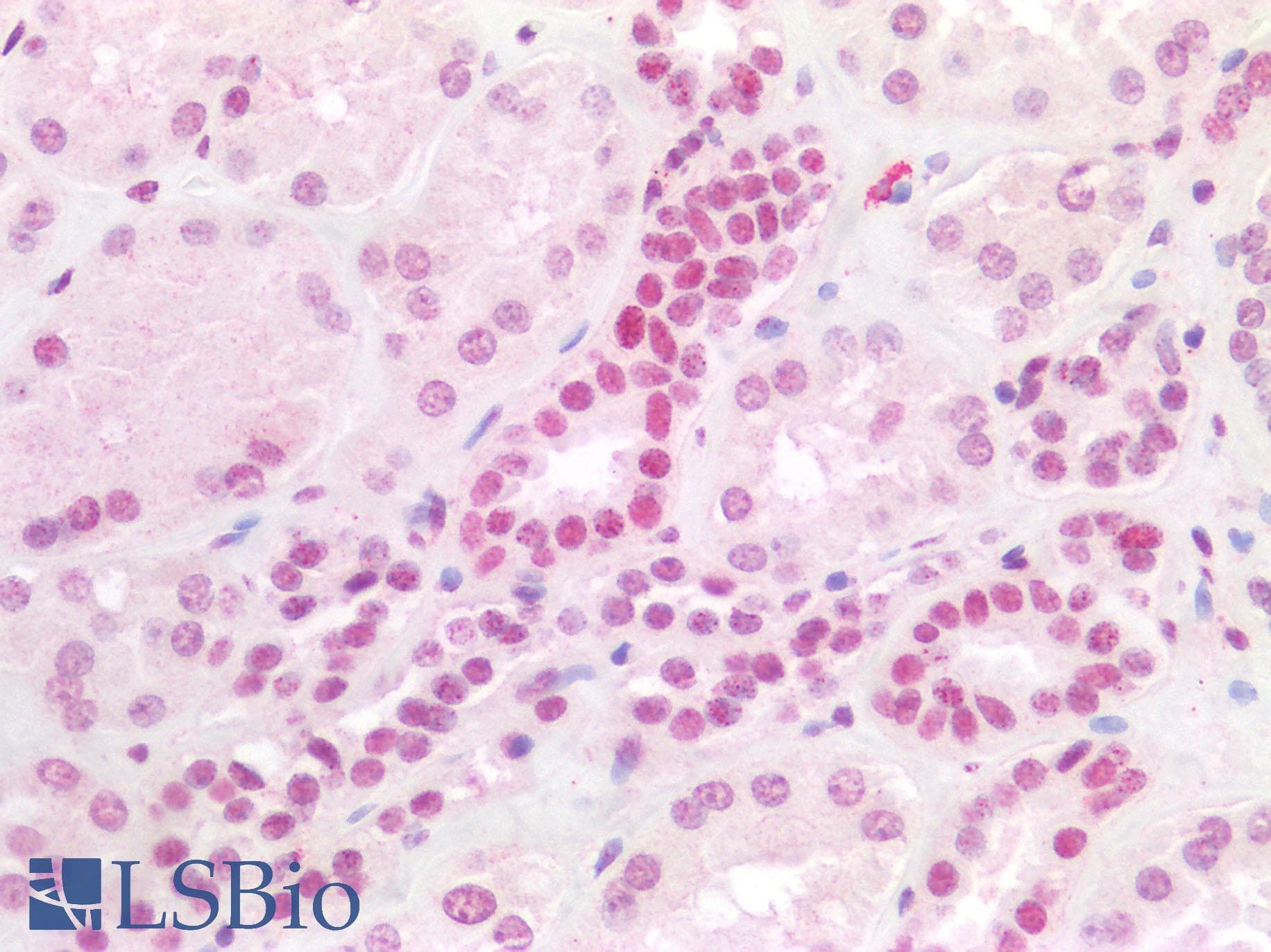 Monoclonal Mouse anti-Human HOXA9 Antibody (clone 2A11-2D2, IHC, IF, WB)
