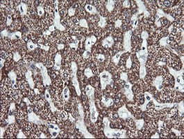 MAP2K2 / MKK2 / MEK2 Antibody (clone OTI1A2)
