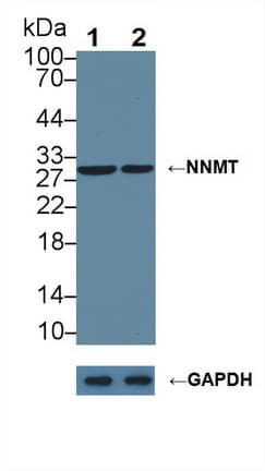 NNMT Antibody (aa1-258)